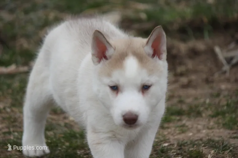 AKC AJ – Siberian Husky puppy for sale in Monticello, WI