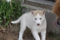 AKC AJ, a male Siberian Husky for sale in Monticello, WI – Photo 5 of 10