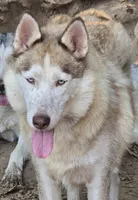 AKC AJ, a male Siberian Husky for sale in Monticello, WI – Photo 9 of 10