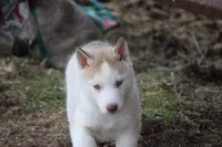 AKC AJ, a male Siberian Husky for sale in Monticello, WI – Photo 7 of 10