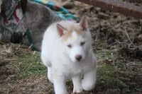 AKC AJ, a male Siberian Husky for sale in Monticello, WI – Photo 6 of 10