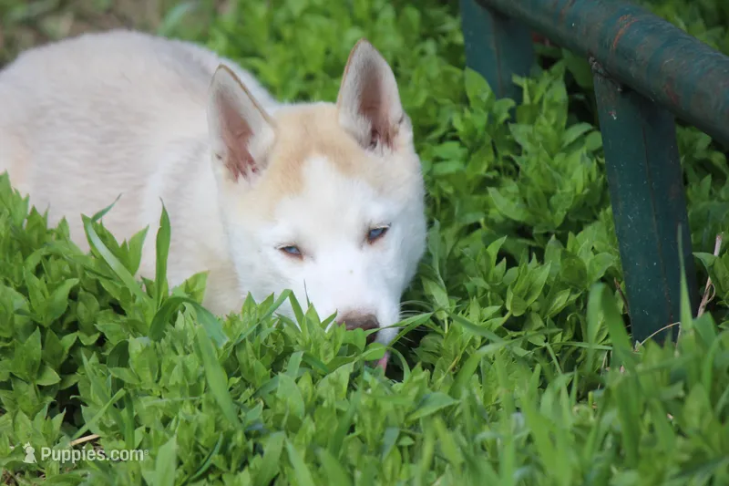 AKC AJ – Siberian Husky puppy for sale in Monticello, WI
