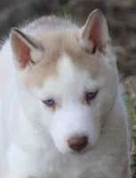 AKC AJ, a male Siberian Husky for sale in Monticello, WI – Photo 3 of 10