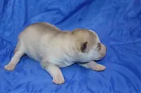 AKC AJ, a male Siberian Husky for sale in Monticello, WI – Photo 3 of 5