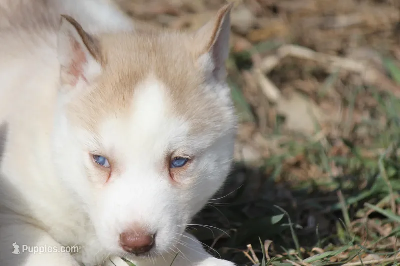 AKC AJ – Siberian Husky puppy for sale in Monticello, WI
