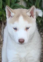 AKC AJ, a male Siberian Husky for sale in Monticello, WI – Photo 2 of 10