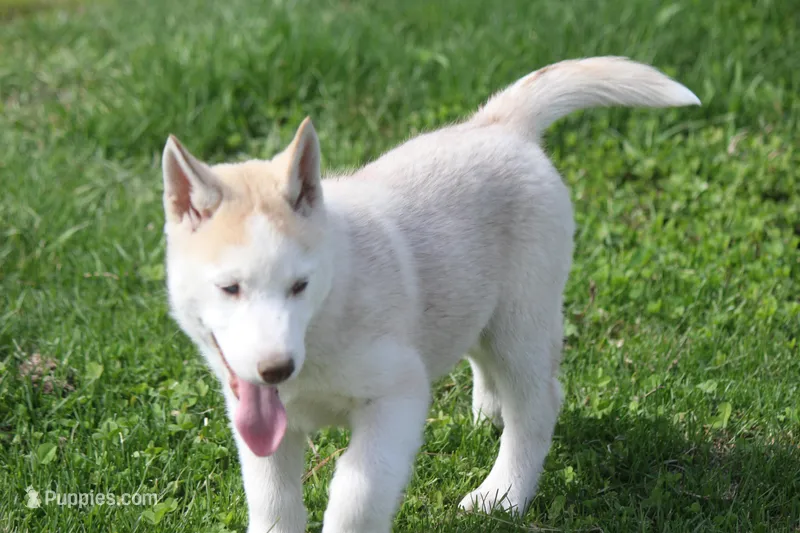 AKC AJ – Siberian Husky puppy for sale in Monticello, WI