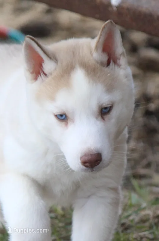 AKC AJ – Siberian Husky puppy for sale in Monticello, WI