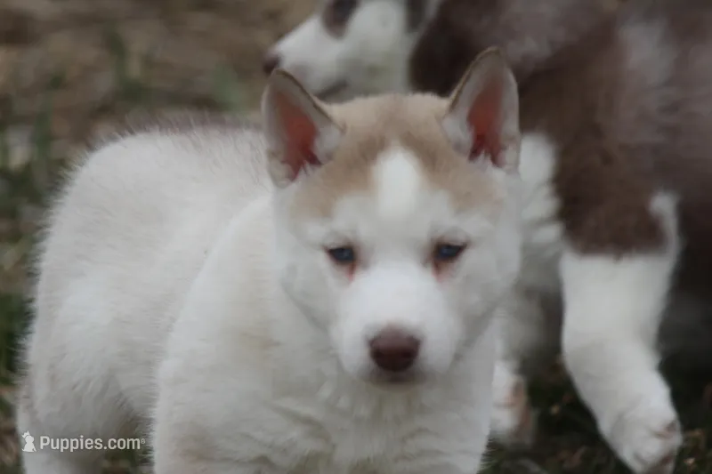 AKC AJ – Siberian Husky puppy for sale in Monticello, WI