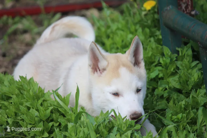 AKC AJ – Siberian Husky puppy for sale in Monticello, WI