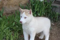 AKC AJ, a male Siberian Husky for sale in Monticello, WI – Photo 4 of 10