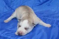 AKC AJ, a male Siberian Husky for sale in Monticello, WI – Photo 1 of 5