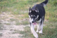 AKC REMI, a female Siberian Husky for sale in Monticello, WI – 1 of 10