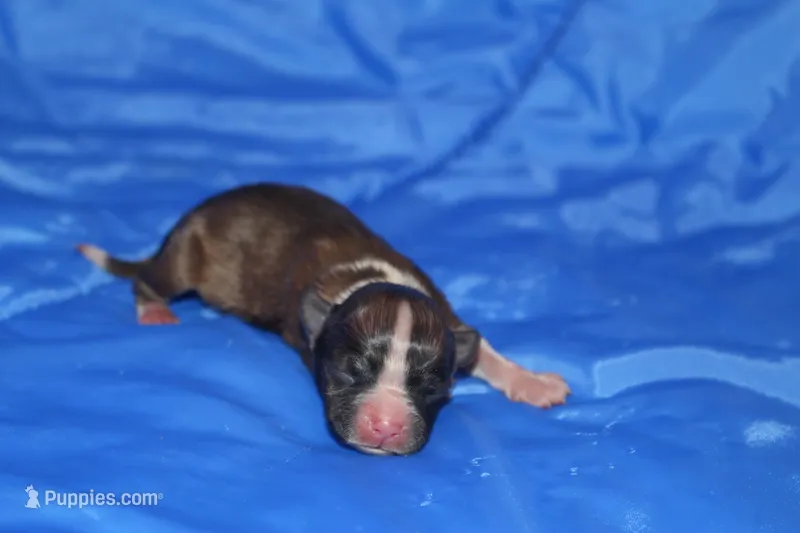 AKC ROCKY – Papillon puppy for sale in Monticello, WI