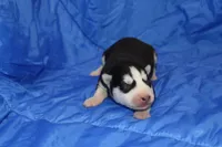 AKC DOLLY, a female Siberian Husky for sale in Monticello, WI – Photo 1 of 5