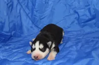 AKC DOLLY, a female Siberian Husky for sale in Monticello, WI – Photo 2 of 5