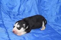 AKC DOLLY, a female Siberian Husky for sale in Monticello, WI – Photo 3 of 5