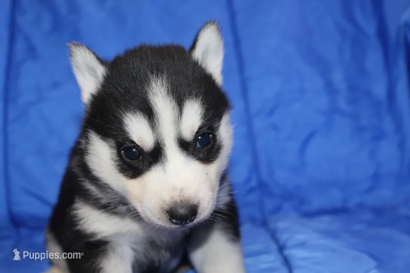 AKC DOLLY – Siberian Husky puppy for sale in Monticello, WI