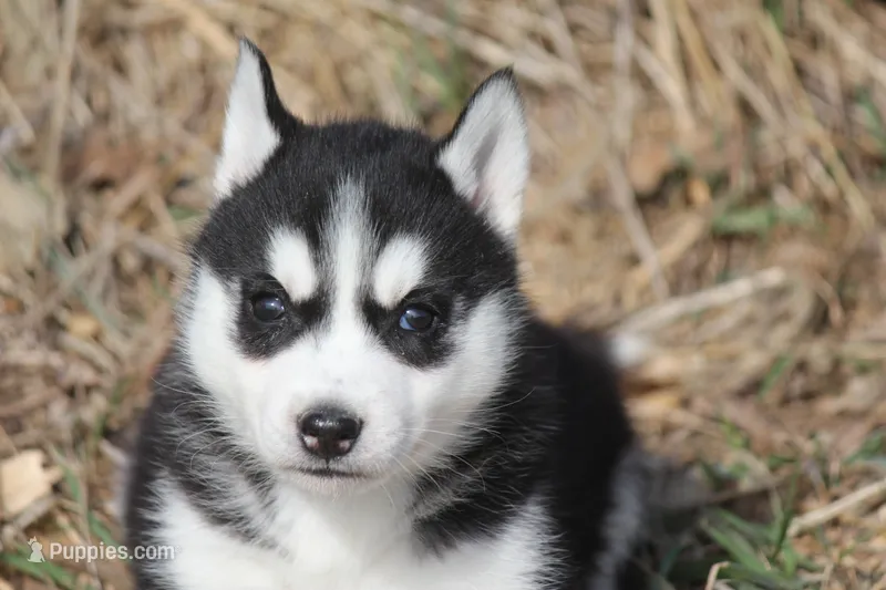 AKC DOLLY – Siberian Husky puppy for sale in Monticello, WI