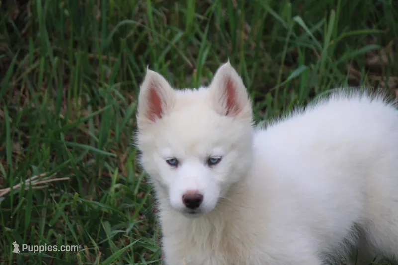 AKC VIRGO – Siberian Husky puppy for sale in Monticello, WI