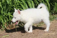 AKC VIRGO, a female Siberian Husky for sale in Monticello, WI – 4 of 10