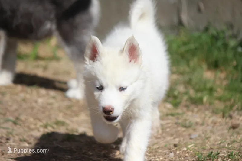 AKC VIRGO – Siberian Husky puppy for sale in Monticello, WI