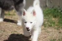 AKC VIRGO, a female Siberian Husky for sale in Monticello, WI – 1 of 10