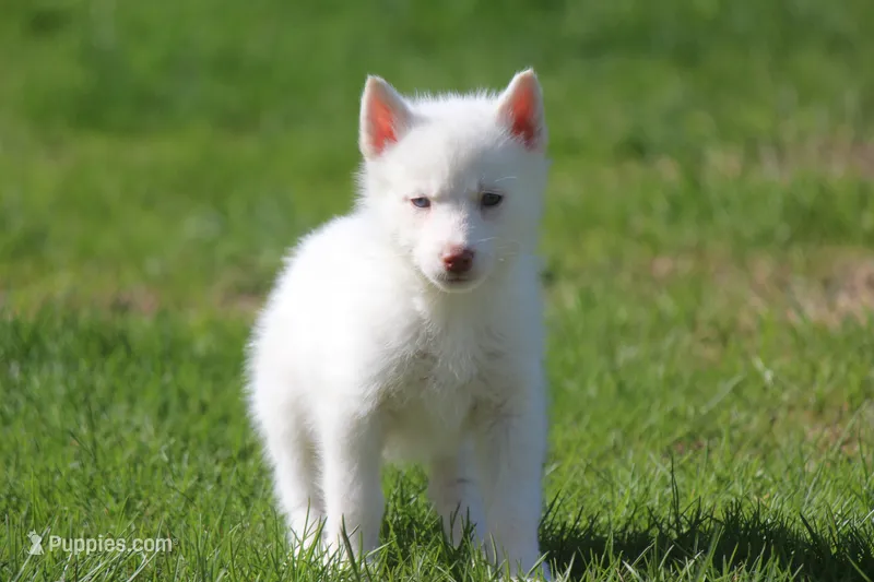 AKC VIULA – Siberian Husky puppy for sale in Monticello, WI