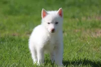 AKC VIULA, a female Siberian Husky for sale in Monticello, WI – 1 of 10