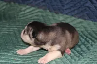 AKC SIRI, a female Siberian Husky for sale in Monticello, WI – 3 of 6