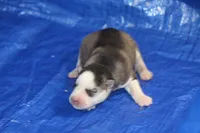 AKC ASTRA, a female Siberian Husky for sale in Monticello, WI – 2 of 7