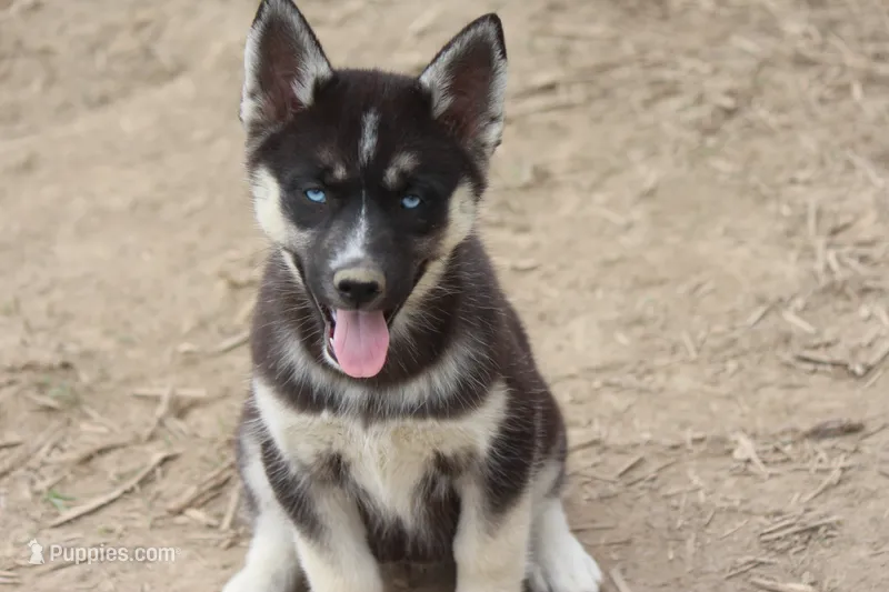 AKC RIVER – Siberian Husky puppy for sale in Monticello, WI