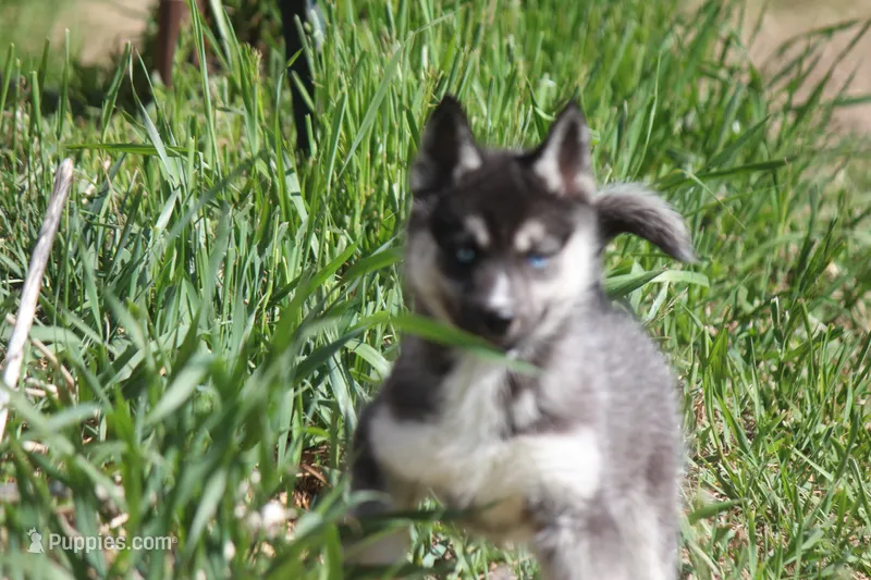 AKC VERA – Siberian Husky puppy for sale in Monticello, WI