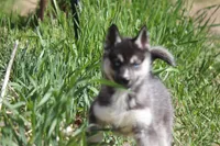 AKC VERA, a female Siberian Husky for sale in Monticello, WI – 2 of 10