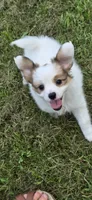 AKC NELLIE, a female Papillon for sale in Monticello, WI – 5 of 8