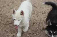 AKC RINA, a female Siberian Husky for sale in Monticello, WI – 5 of 10