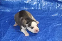 AKC ASTRA, a female Siberian Husky for sale in Monticello, WI – 4 of 7