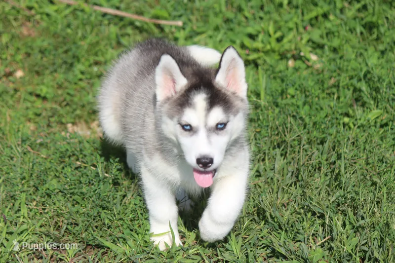 AKC SYLVESTER – Siberian Husky puppy for sale in Monticello, WI