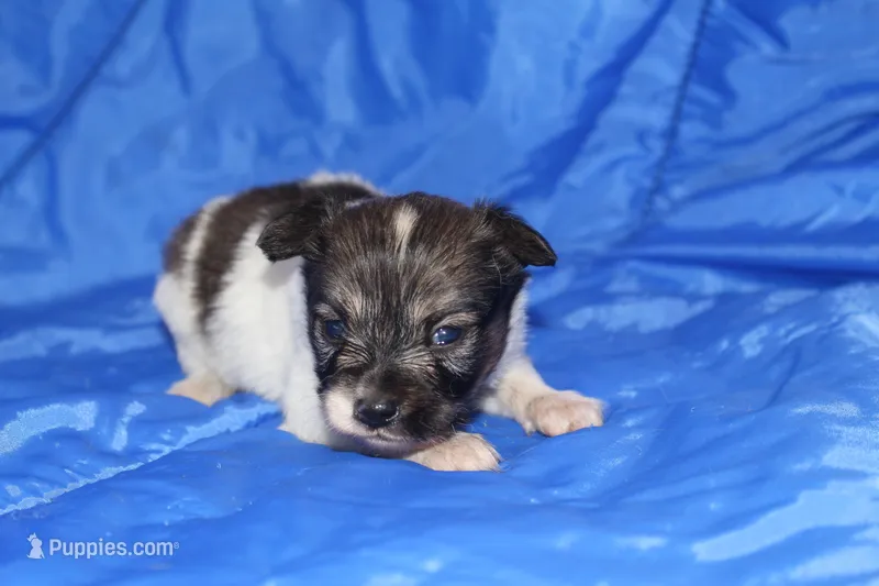 AKC ZEE – Papillon puppy for sale in Monticello, WI