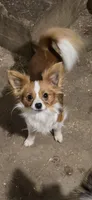 AKC NELLIE, a female Papillon for sale in Monticello, WI – 8 of 8