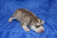 AKC AURORA, a female Siberian Husky for sale in Monticello, WI – Photo 3 of 5