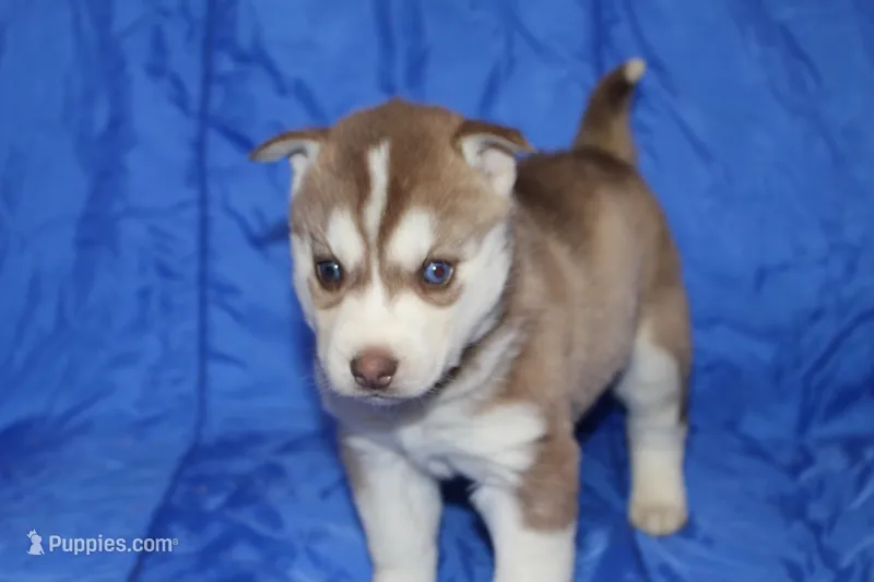 AKC AURORA – Siberian Husky puppy for sale in Monticello, WI