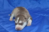 AKC AURORA, a female Siberian Husky for sale in Monticello, WI – Photo 1 of 5