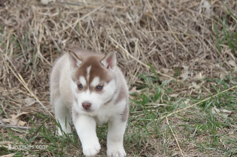 AKC AURORA – Siberian Husky puppy for sale in Monticello, WI