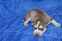 AKC AURORA, a female Siberian Husky for sale in Monticello, WI – Photo 2 of 5