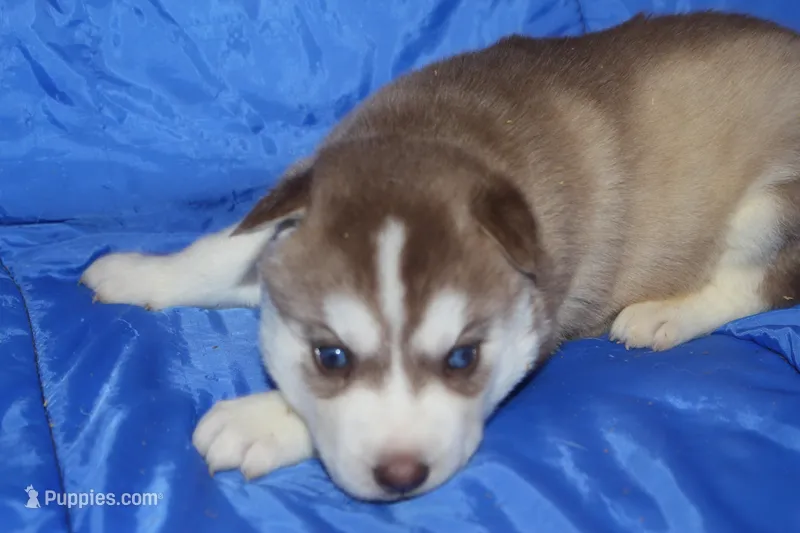 AKC AURORA – Siberian Husky puppy for sale in Monticello, WI