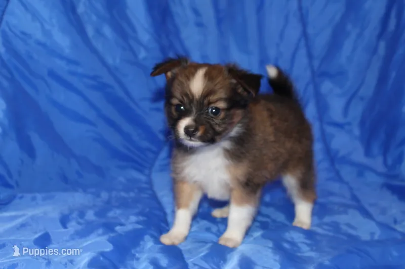AKC ZANDER – Papillon puppy for sale in Monticello, WI