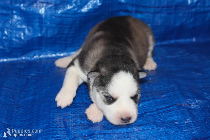 AKC ASTRA – Siberian Husky puppy for sale in Monticello, WI