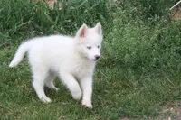 AKC VIULA, a female Siberian Husky for sale in Monticello, WI – 6 of 10
