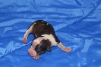 AKC RIGBY, a male Papillon for sale in Monticello, WI – 3 of 6